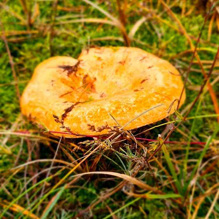 Pilze im Wald - Mushrooms