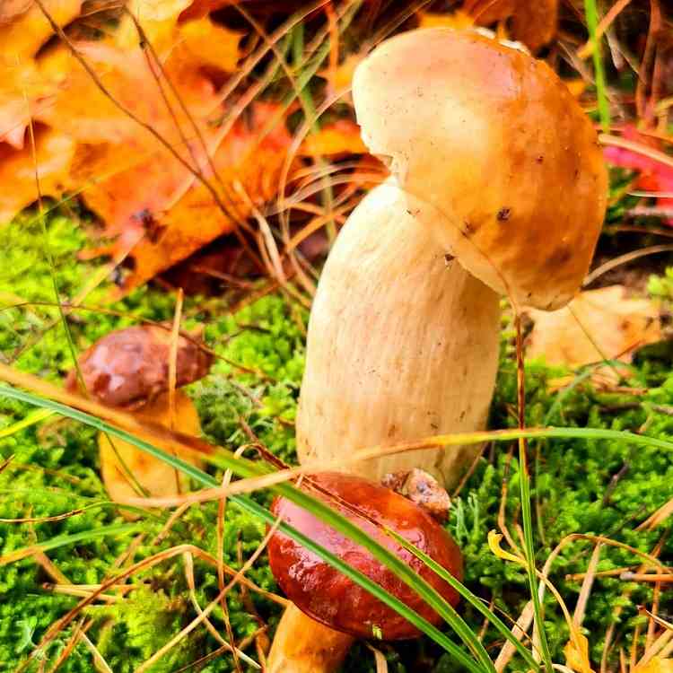 Steinpilze im Wald - Mushrooms