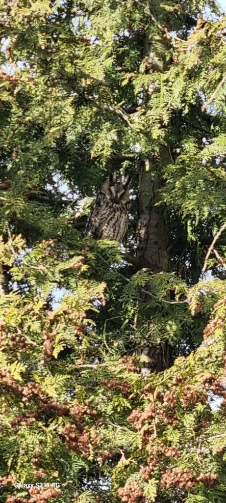 Waldohreule im Nachbarsbaum